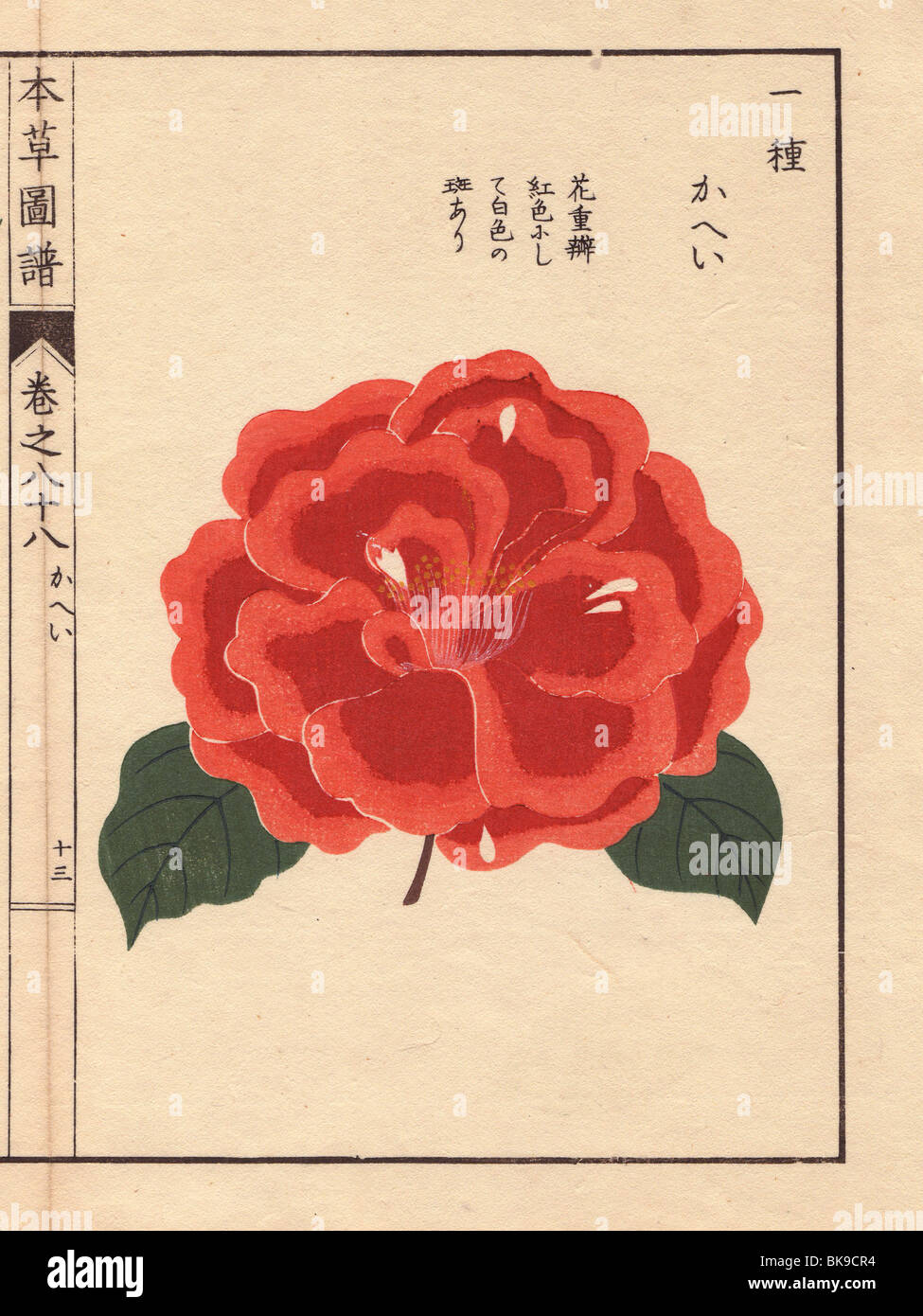 Scarlet camellia 'Kahei'  Thea japonica Nois. flore semipleno forma Stock Photo