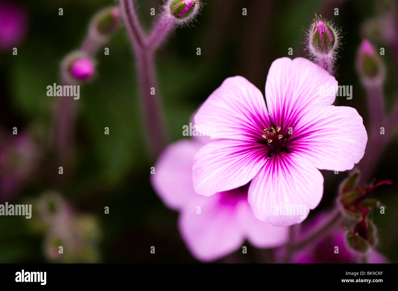 Madeira cranesbill, Geranium maderense in flower inside the