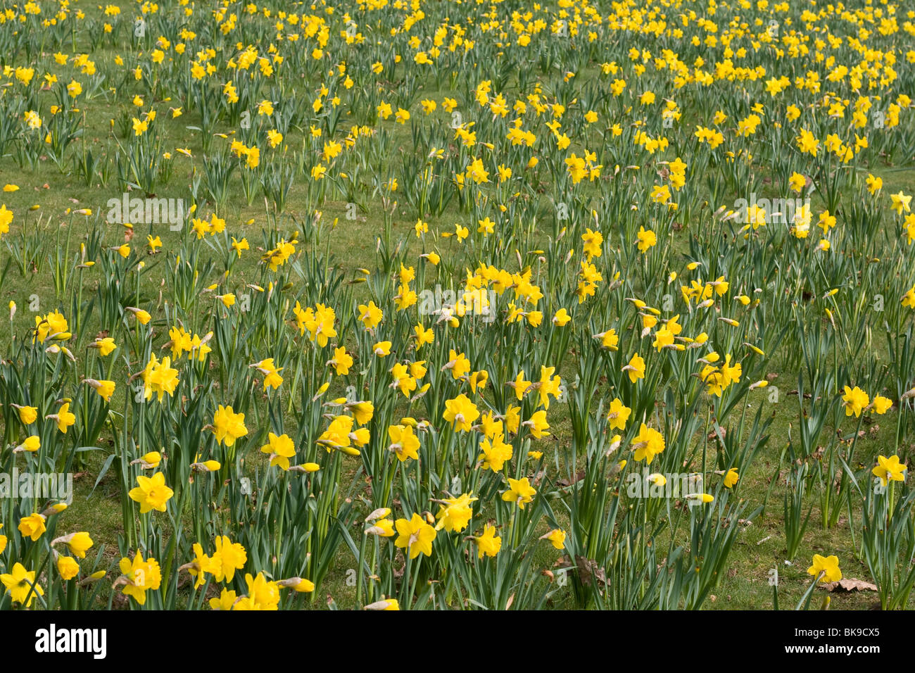 A field of daffodils at Trentham Gardens Stock Photo Alamy