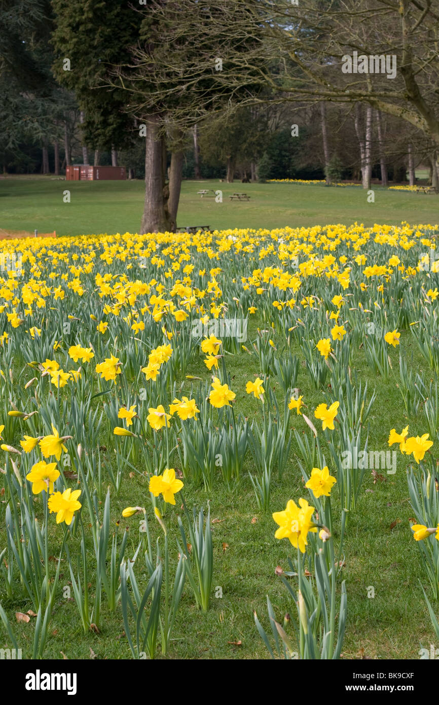 A field of daffodils at Trentham Gardens Stock Photo Alamy