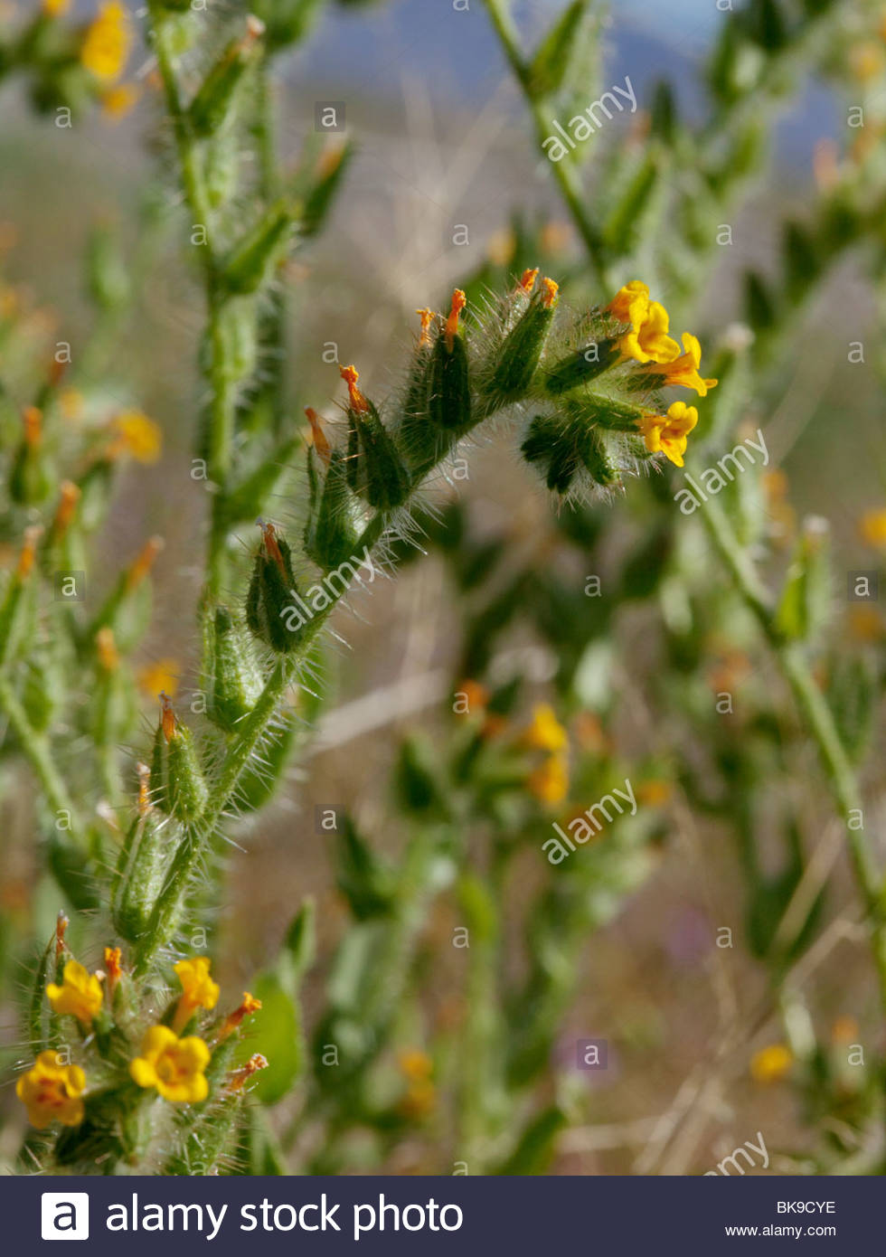 Fiddleneck Plants High Resolution Stock Photography and Images - Alamy