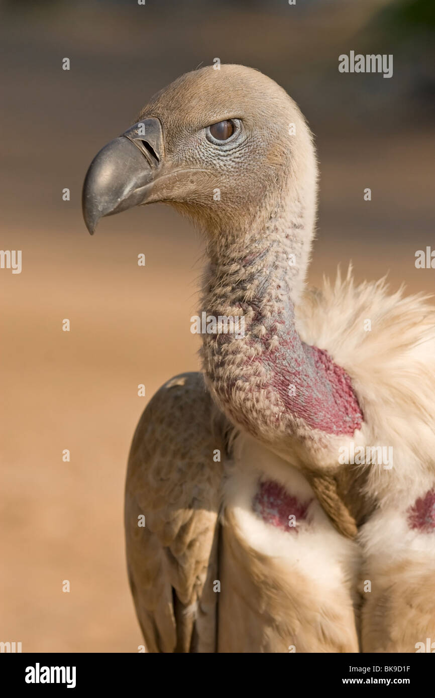 Portrait of a Cape vulture (Gyps coprotheres) Stock Photo