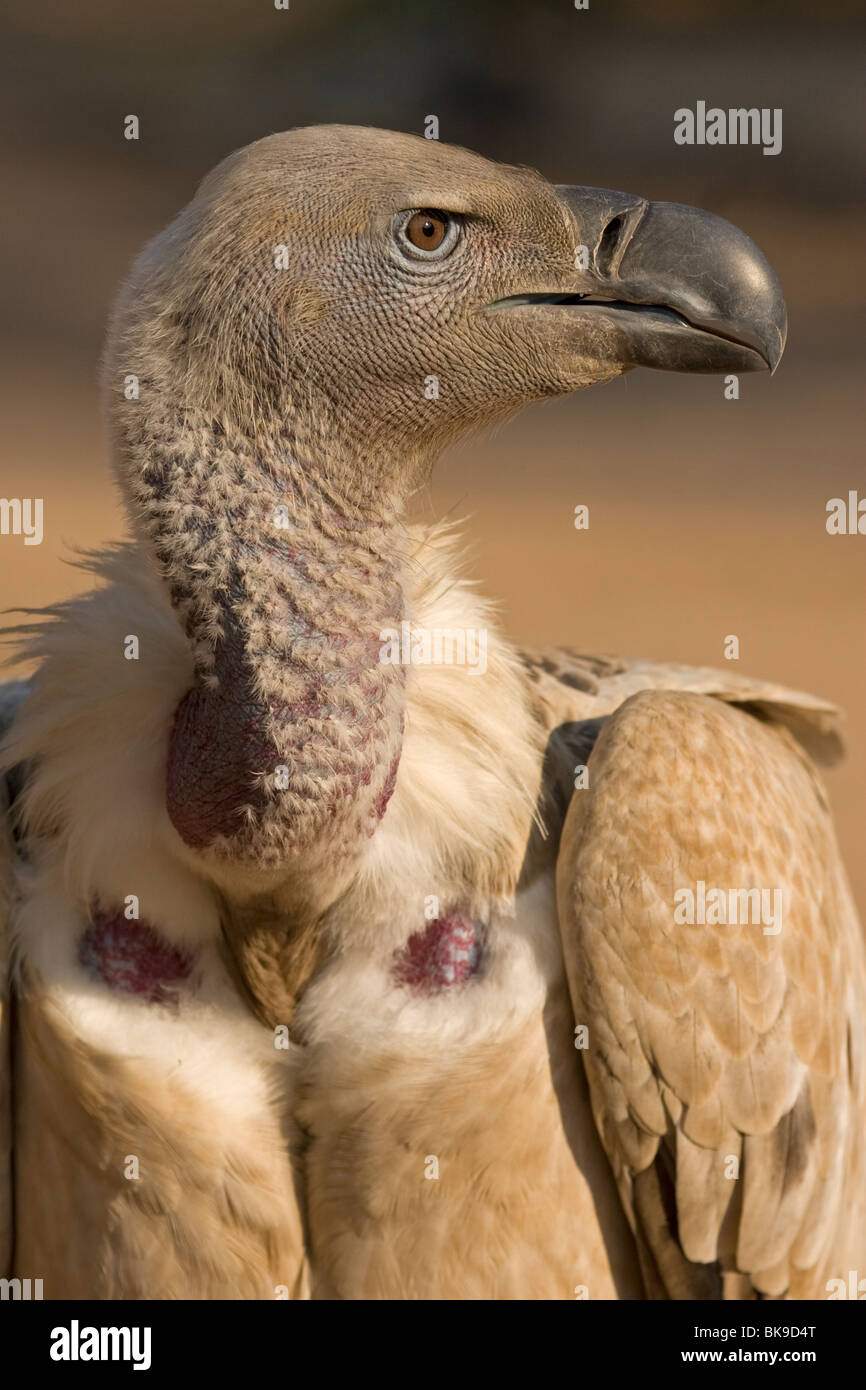 Portrait of a Cape vulture (Gyps coprotheres) Stock Photo