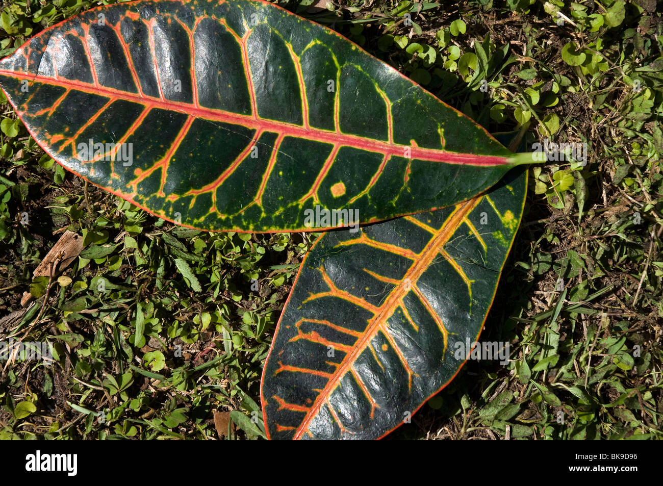Kanapaha Spring Garden Festival Gainesville Florida croton plant leaf detail closeup Stock Photo