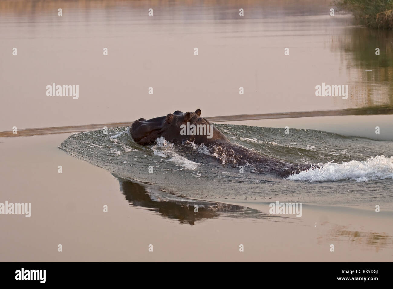 Hippopotamus swimming in the water (Hippopotamus amphibius) Stock Photo