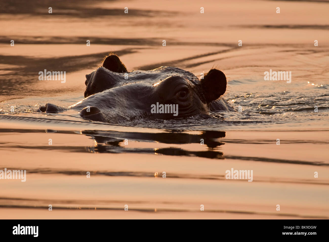 Swimming Hippopotamus (Hippopotamus amphibius ) Stock Photo