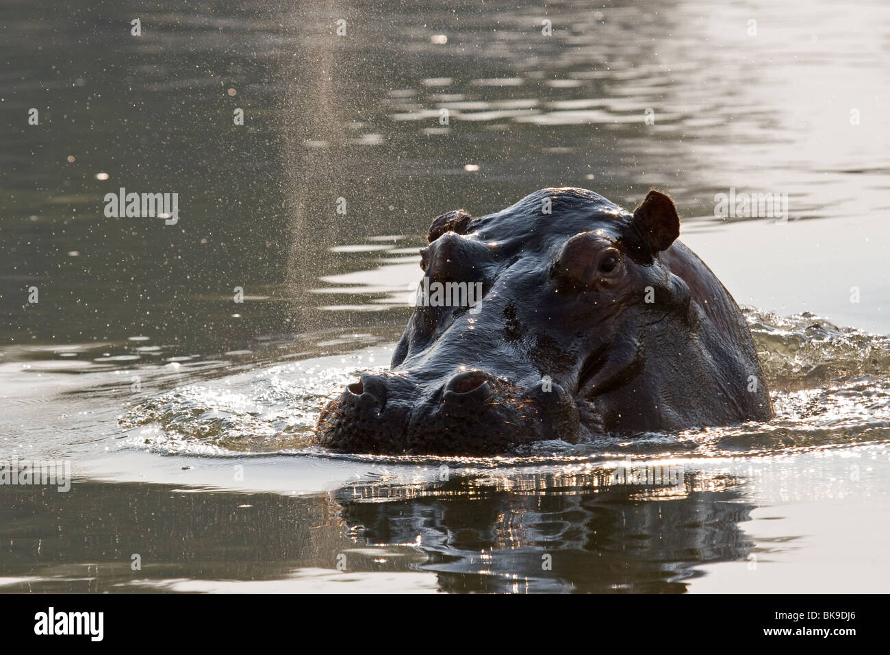 Swimming Hippopotamus (Hippopotamus amphibius) Stock Photo