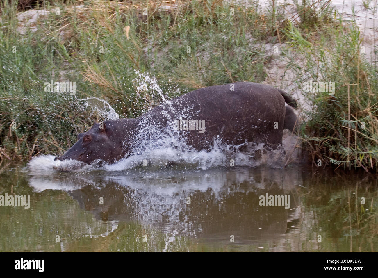 Hippopotamus running into the water (Hippopotamus amphibius) Stock Photo