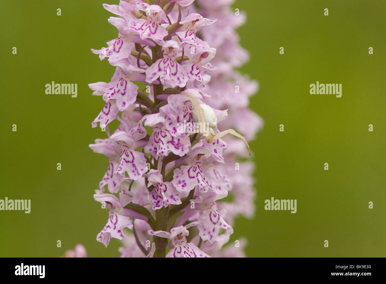 White Crab spider on the flowering stem of a Common Spotted Orchid. Stock Photo