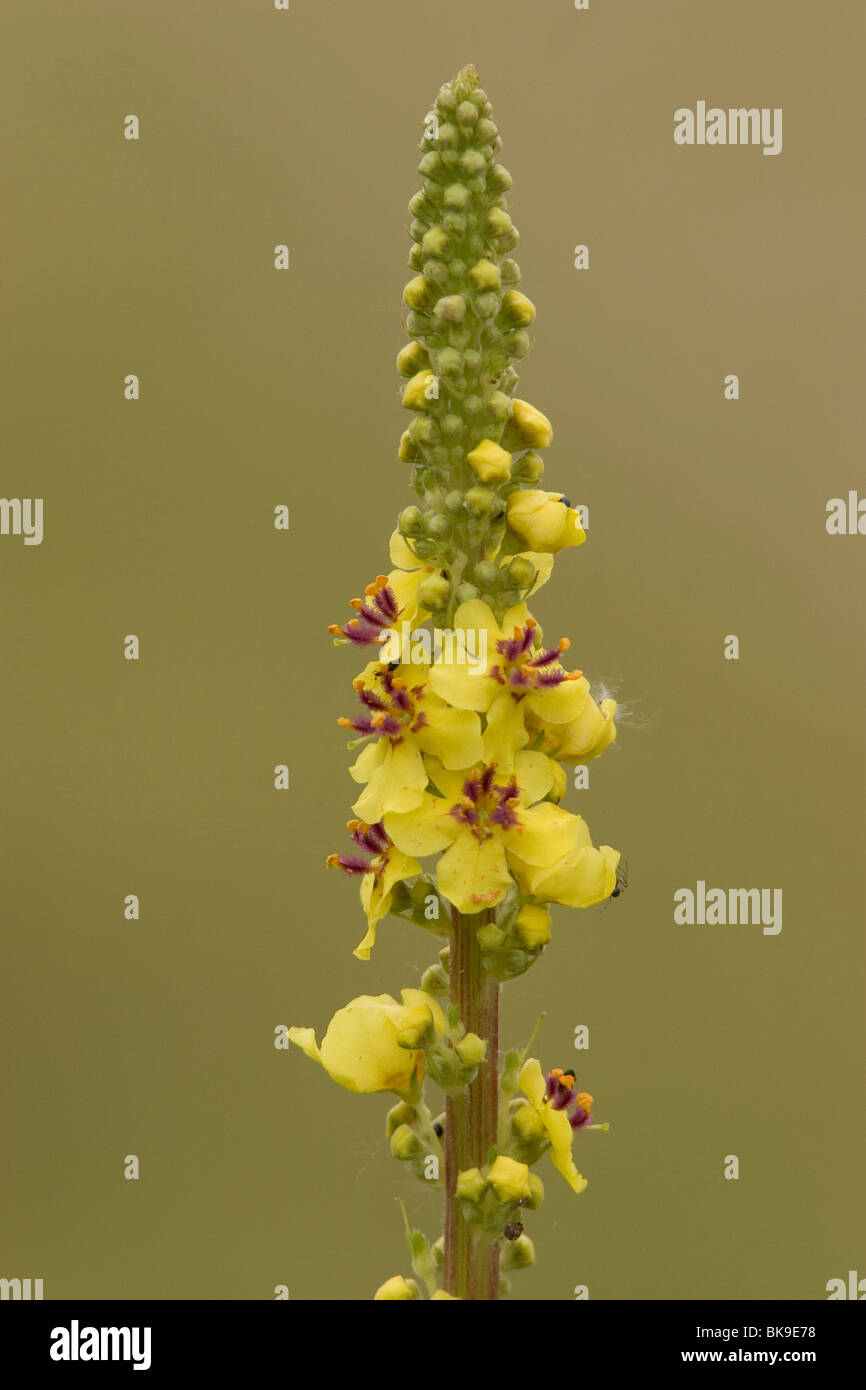 Flowering stem of  Dark mullein (Verbascum nigrum). Stock Photo