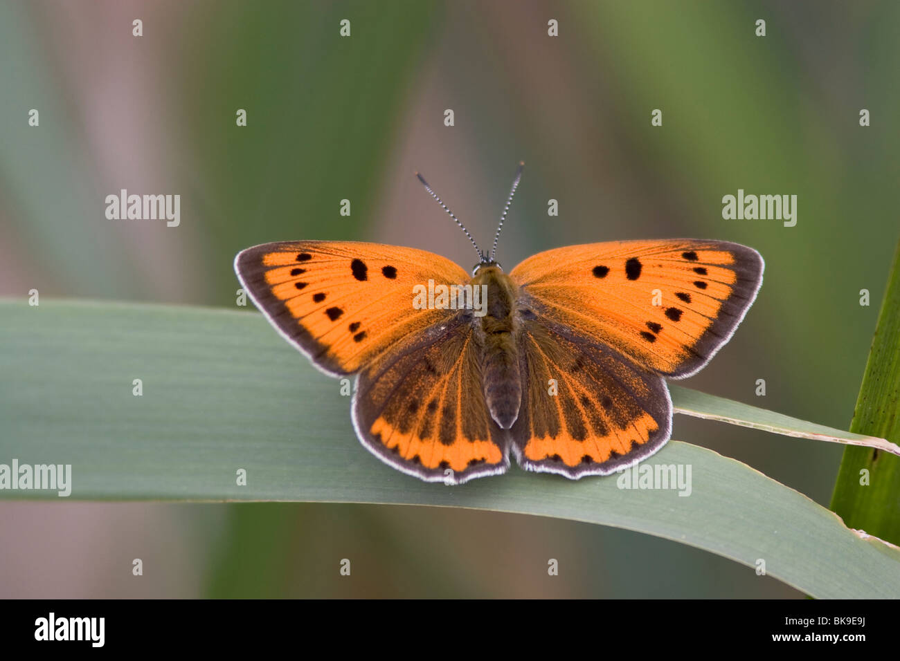 Female Large Copper (Lycaena dispar) resting on reed. Stock Photo