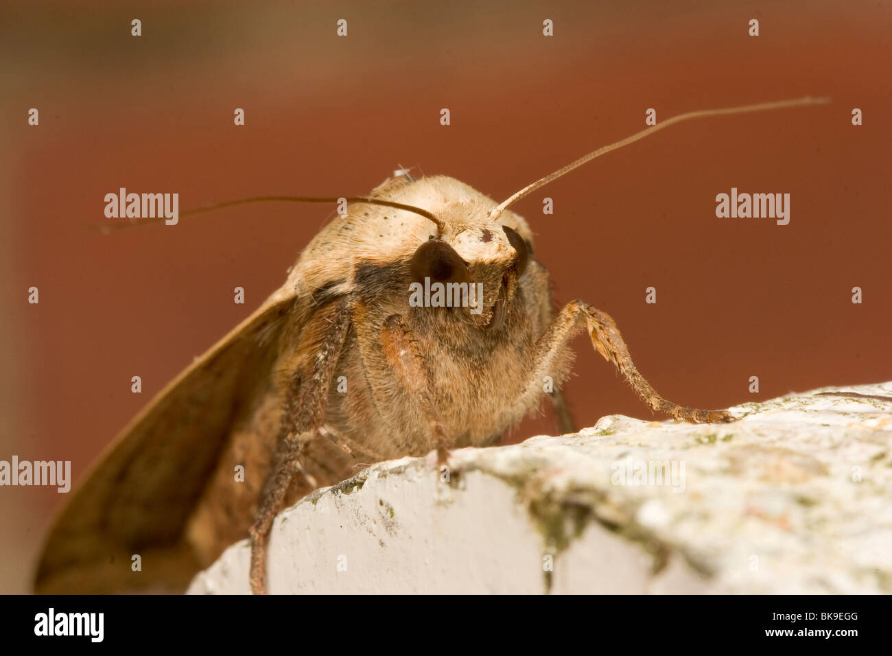 Portrait of the head of a Large Yellow Underwing (Noctua pronuba) seen from the front resting on a garden fence. Stock Photo