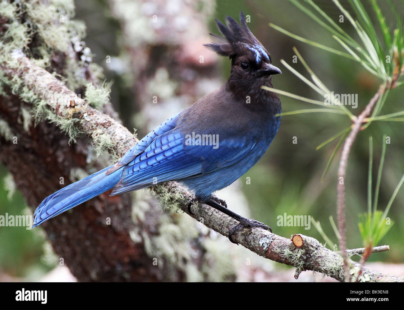B-969D, STELLER'S JAY WITH CREST UP Stock Photo