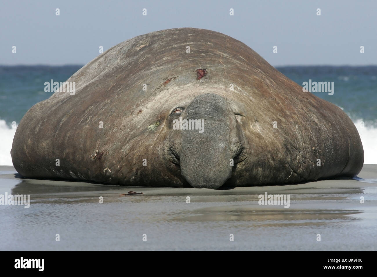 Southern Elephant seal (Mirounga leonina) frontal portrait Stock Photo