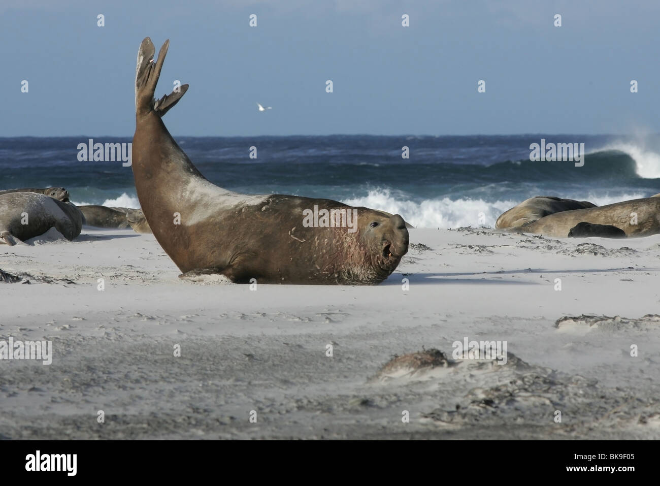 Southern Elephant seal (Mirounga leonina) Stock Photo