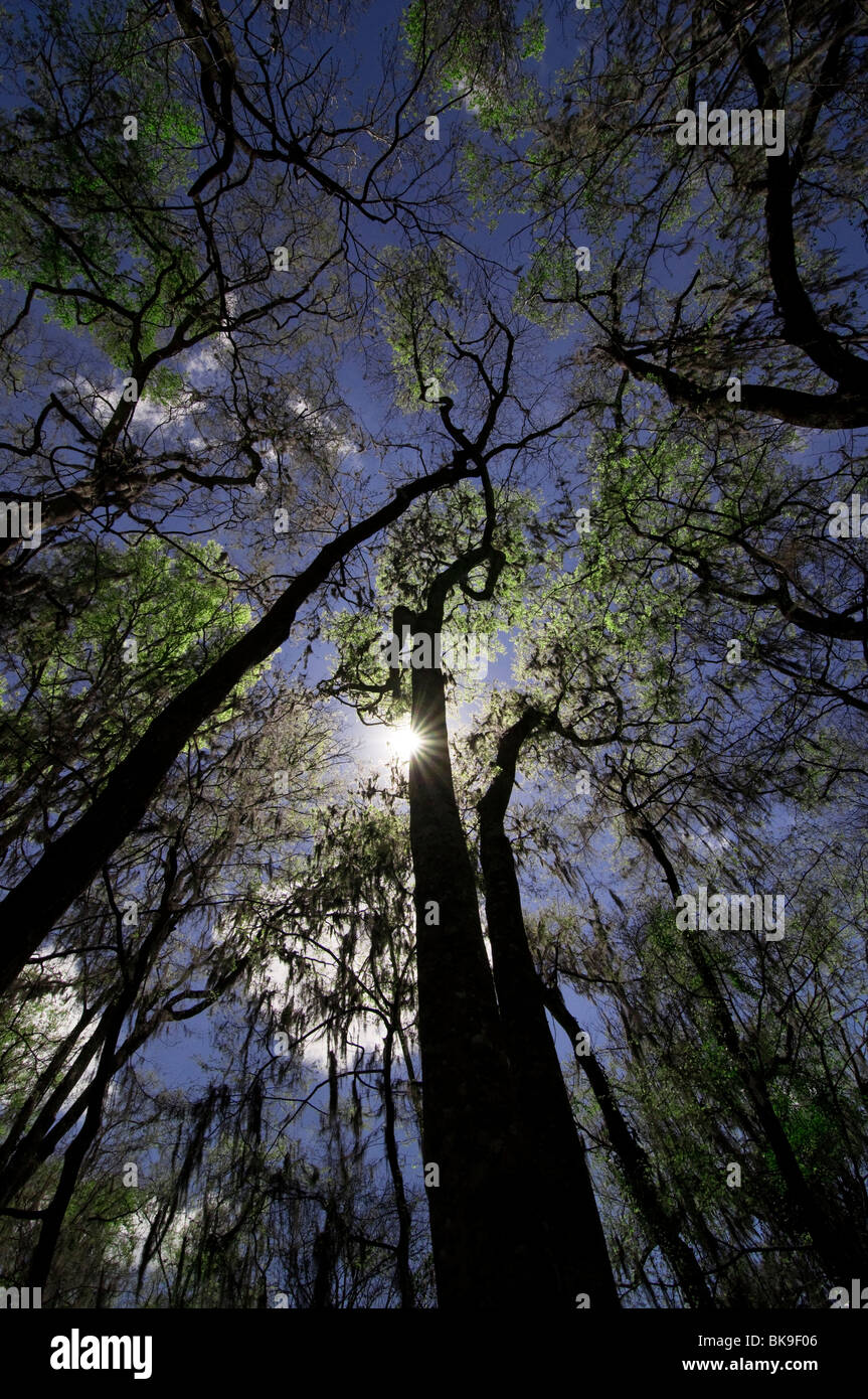 Kanapaha Spring Garden Festival Gainesville Florida looking up into new