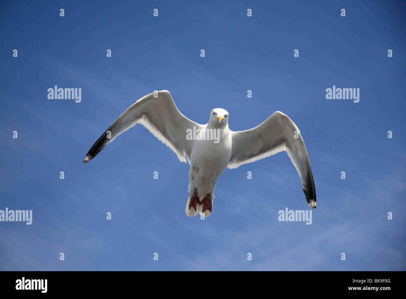 A Herring Gull (Seagull) flying against a blue sky on St Georges Channel, Irish Sea Stock Photo