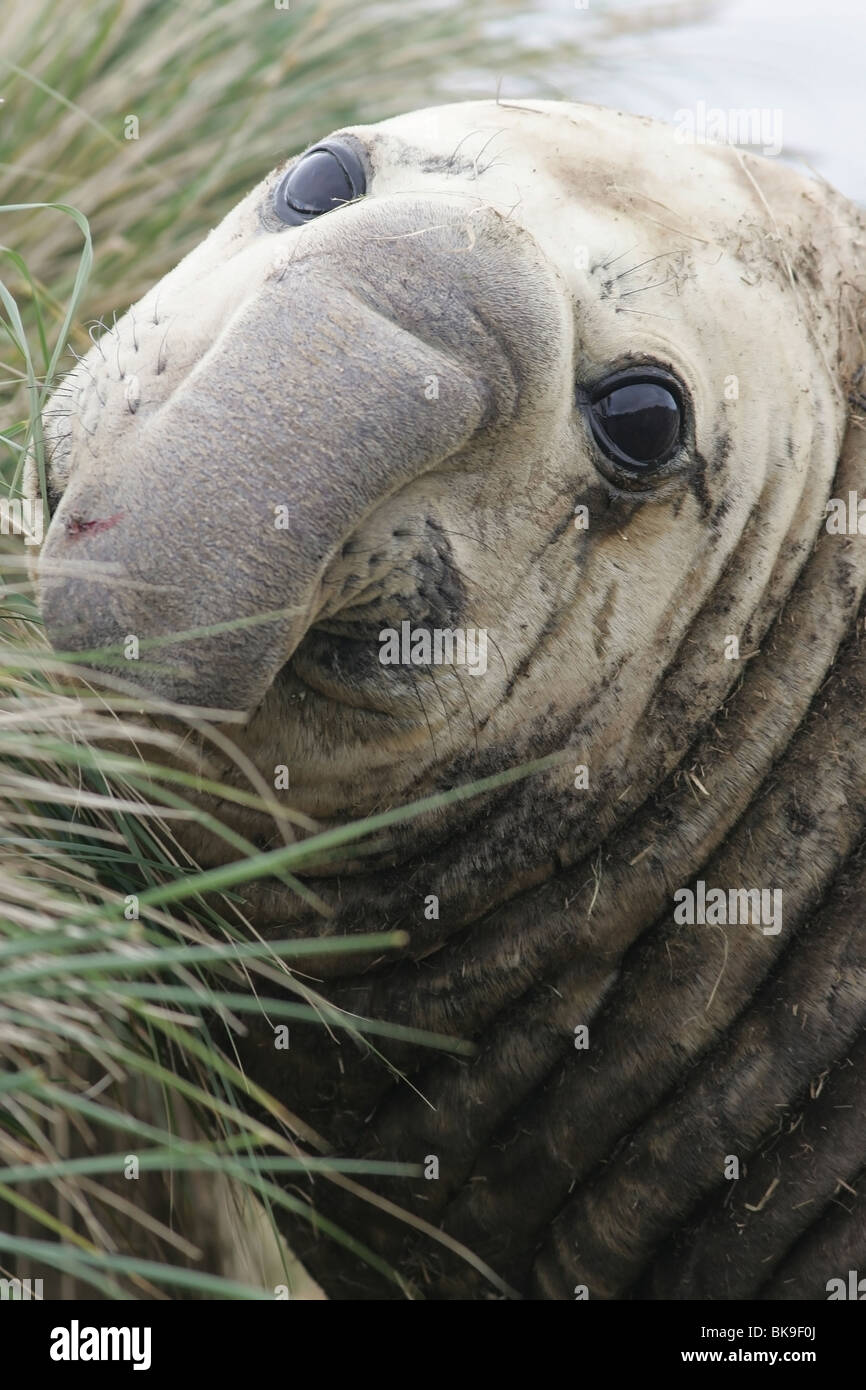 Southern Elephant seal Stock Photo