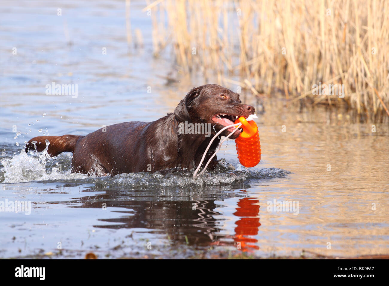 bathing Labrador Retriever Stock Photo Alamy