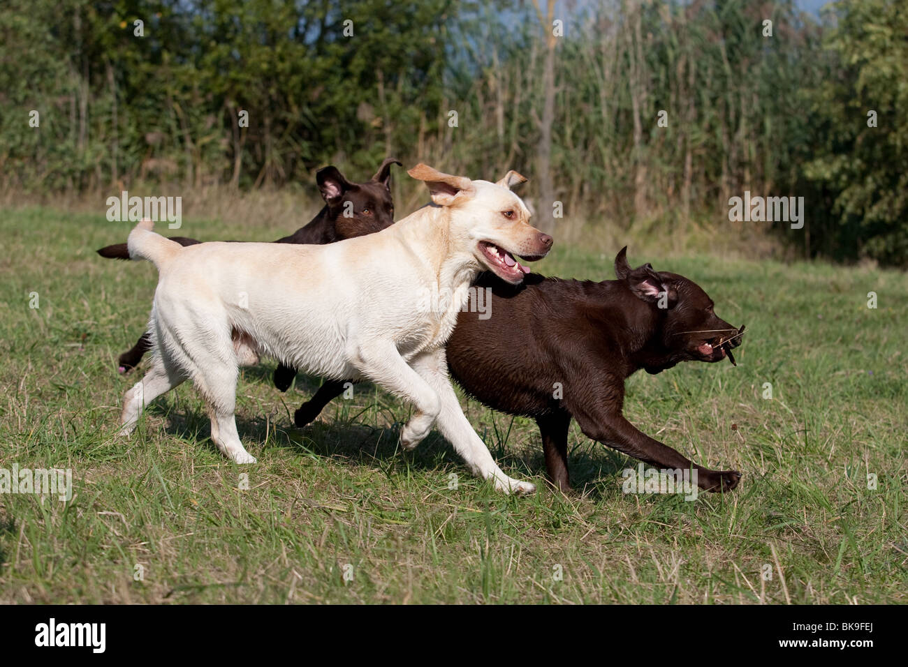 playing Labrador Retriever Stock Photo