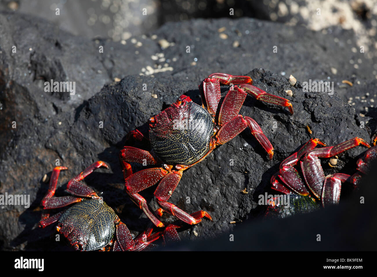 Red rock crabs, La Palma, Canary Islands, Spain Stock Photo