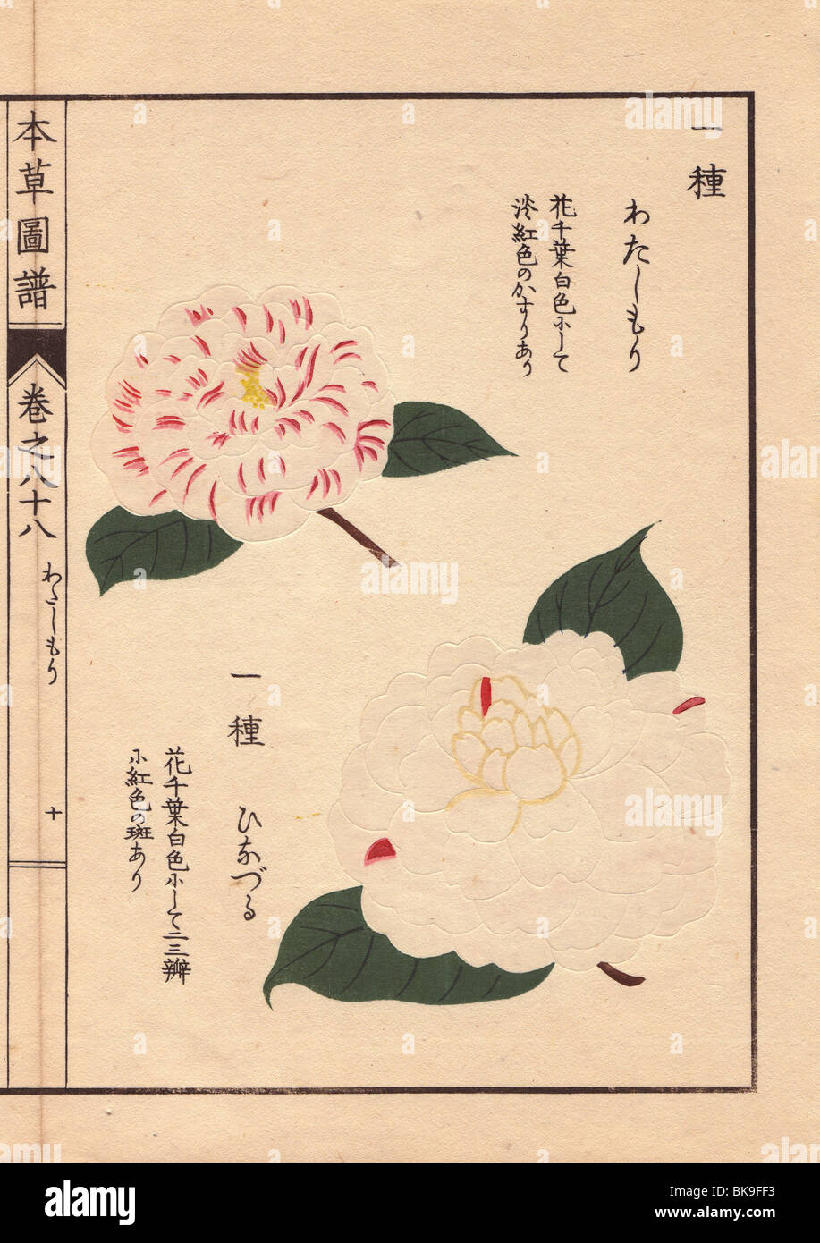White and pink-flecked camellias 'Watashi mori' and 'Hinazuru'  Thea japonica Nois flore semipleno forma Stock Photo