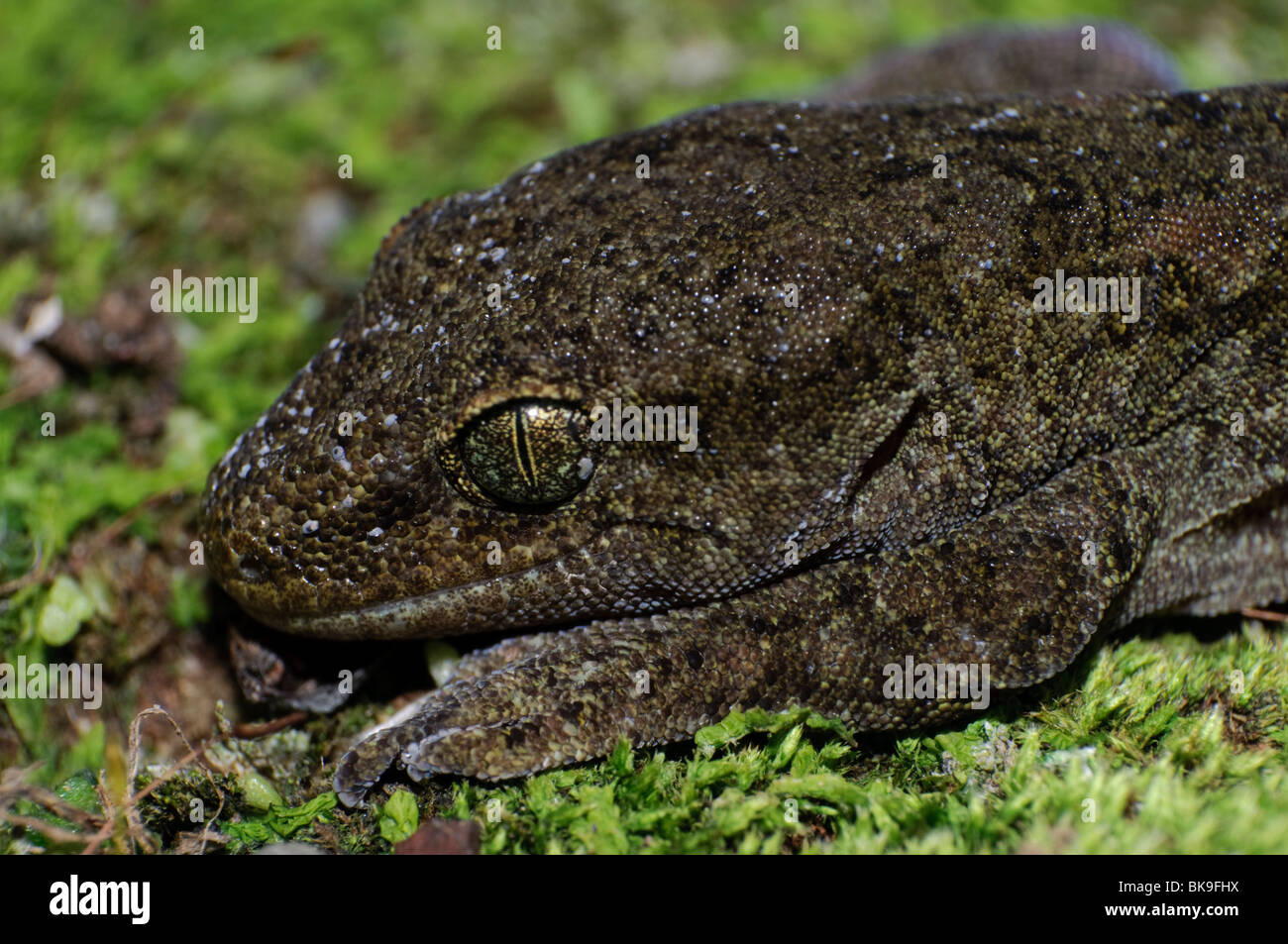 New Zealand common gecko (Hoplodactus maculatus) Stock Photo