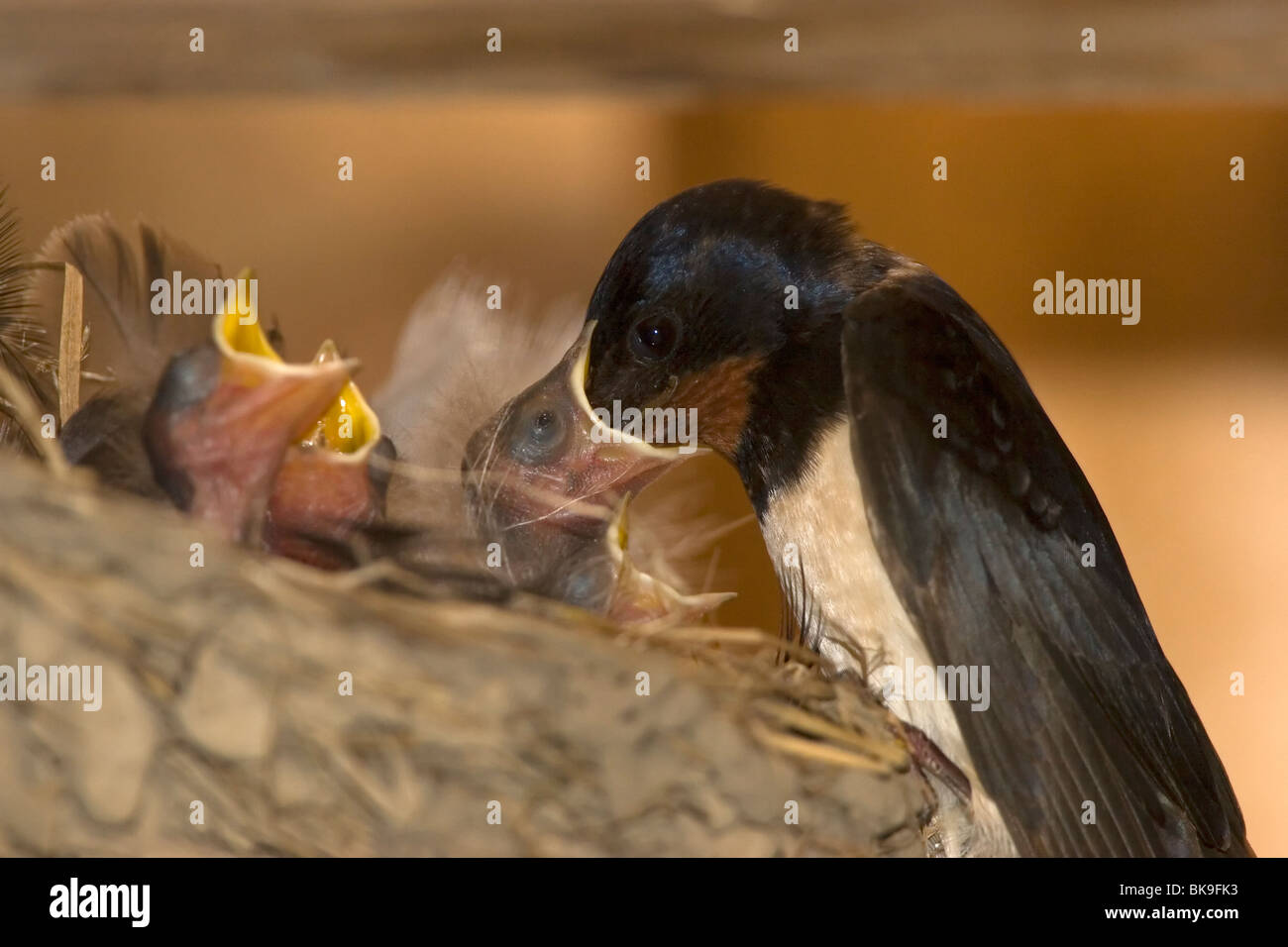 Feeding of young barn swallows (Hirundo rustica Stock Photo Alamy