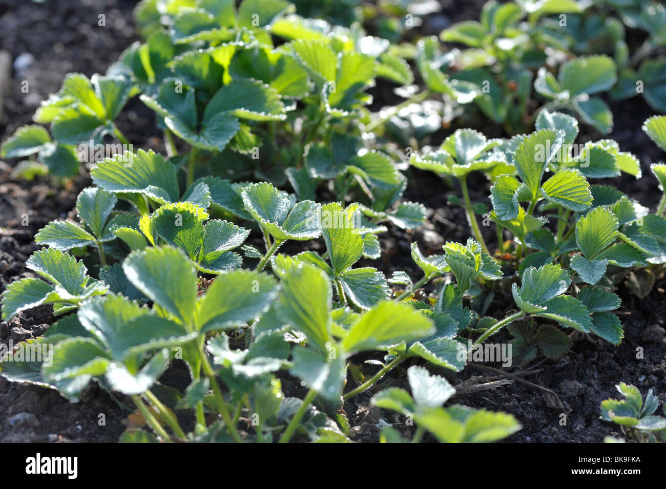 Strawberry plants growing in a garden Stock Photo - Alamy