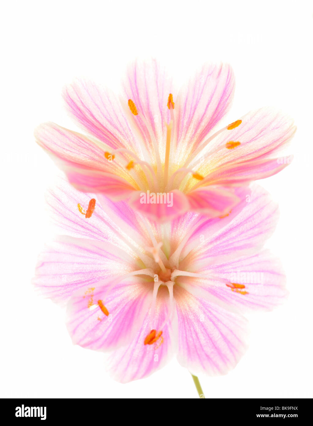 Pink Lewisia (Lewisia Cotyledon) Stock Photo