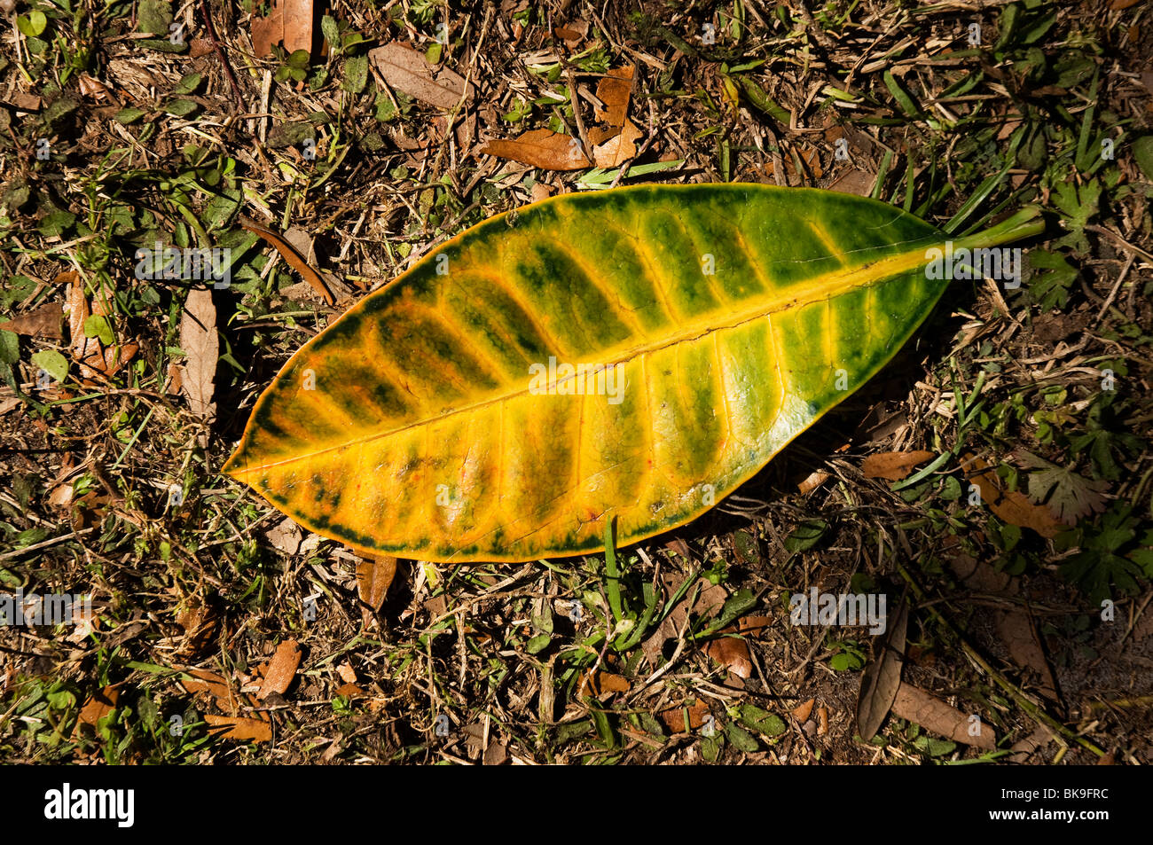 Kanapaha Spring Garden Festival Gainesville Florida croton plant leaf detail closeup Stock Photo