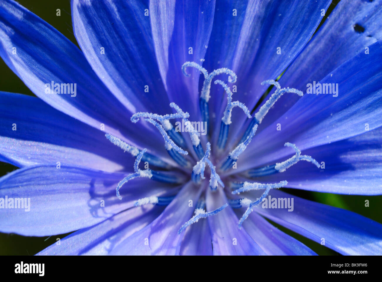 Blue flower growing in Bryce Canyon, Utah, USA Stock Photo Alamy