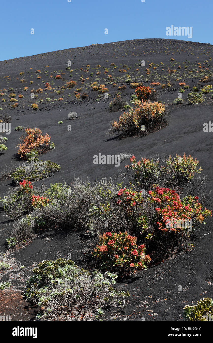 Scrub vegetation at the San Antonio Volcano, La Palma, Canary Islands, Spain, Europe Stock Photo