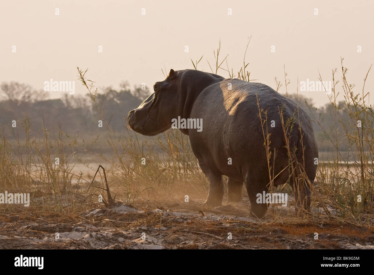 Hippopotamus standing on land (Hippopotamus amphibius) Stock Photo