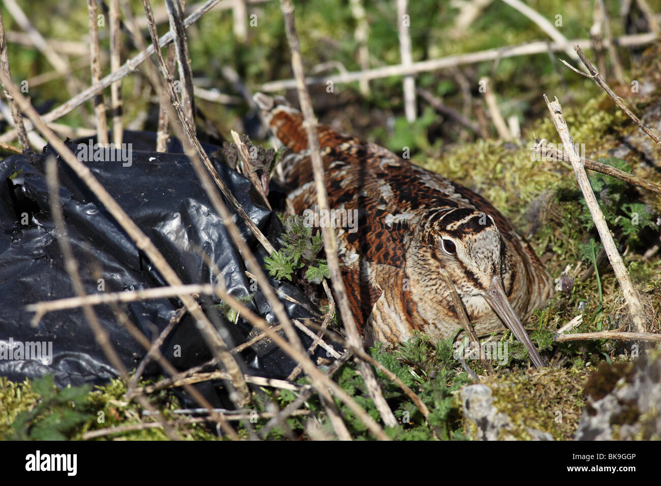 Woodcock Scolopax rusticola Nesting Next to a Discarded Black Plastic Bag Stock Photo
