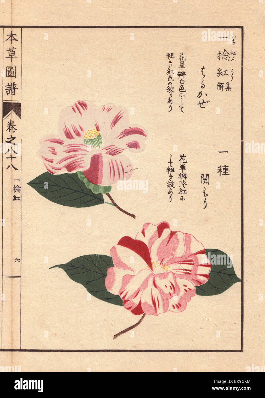 White and pink camellias 'Sarukaze' and 'Sekimori'  Thea japonica Nois. forma Stock Photo