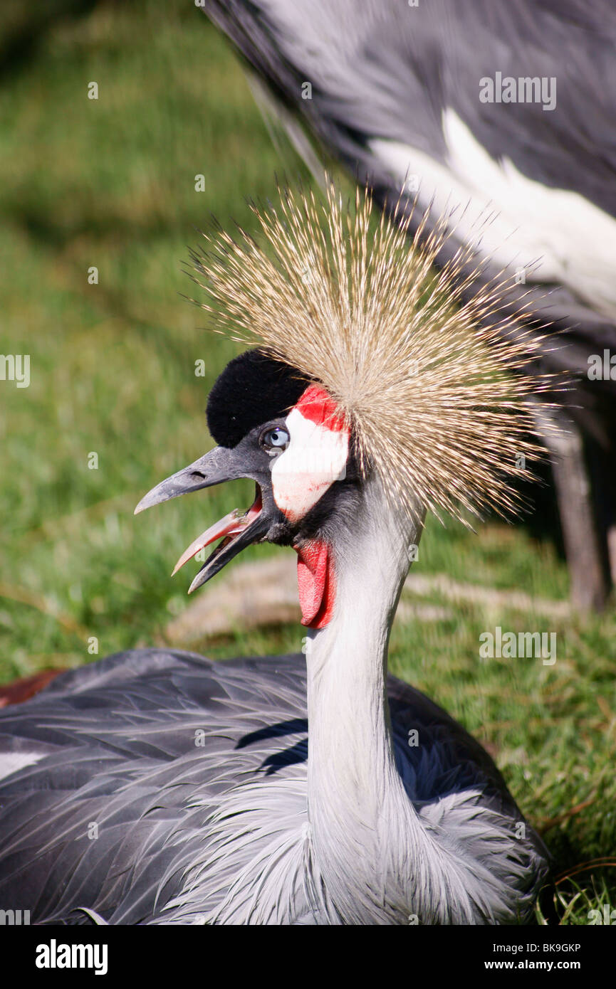black crowned crane close up Stock Photo