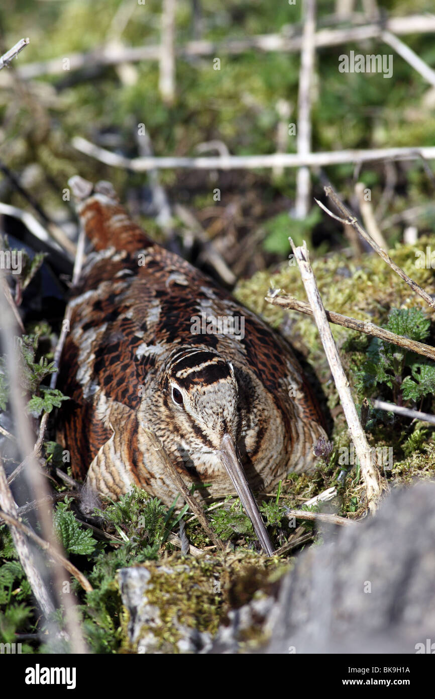 Woodcock Scolopax rusticola on Nest United Kingdom Stock Photo