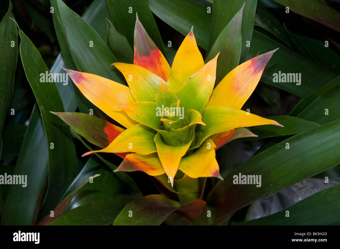 Kanapaha Spring Garden Festival Gainesville Florida colorful bromeliad for sale Stock Photo