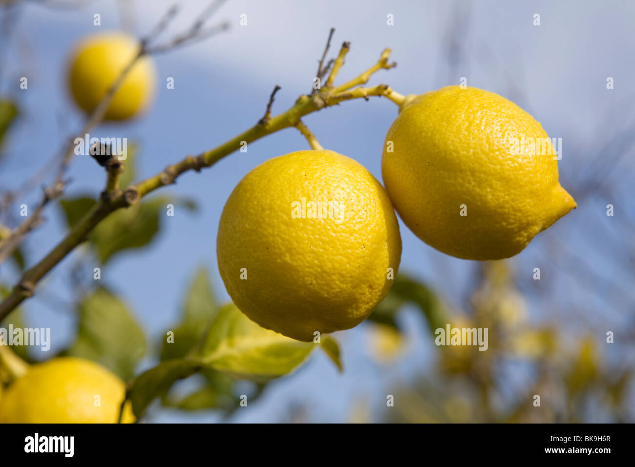 Lemon Tree Branch With Three Lemons And Leaves Stock Photo Alamy