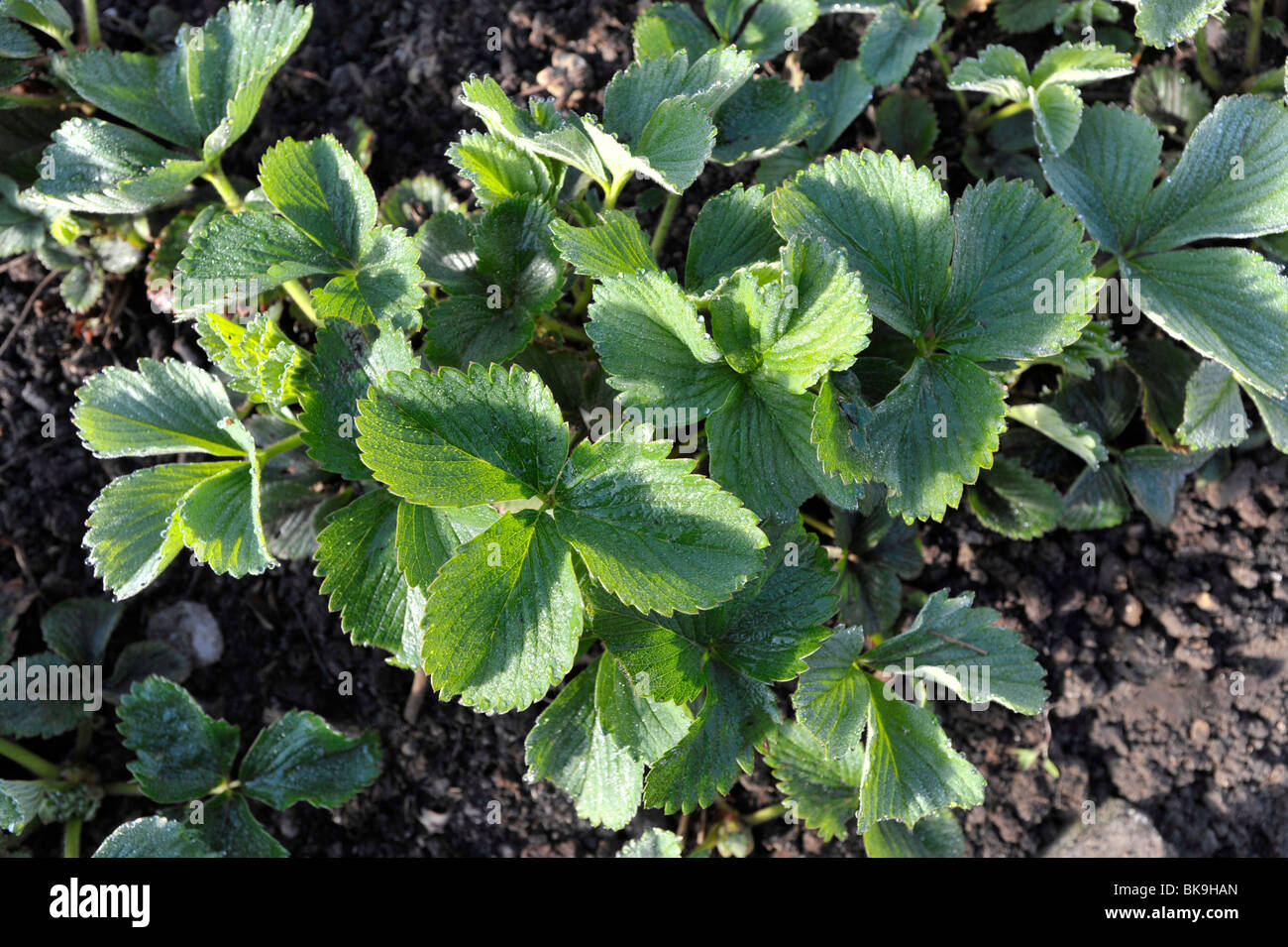 Strawberry plants growing in a garden Stock Photo - Alamy