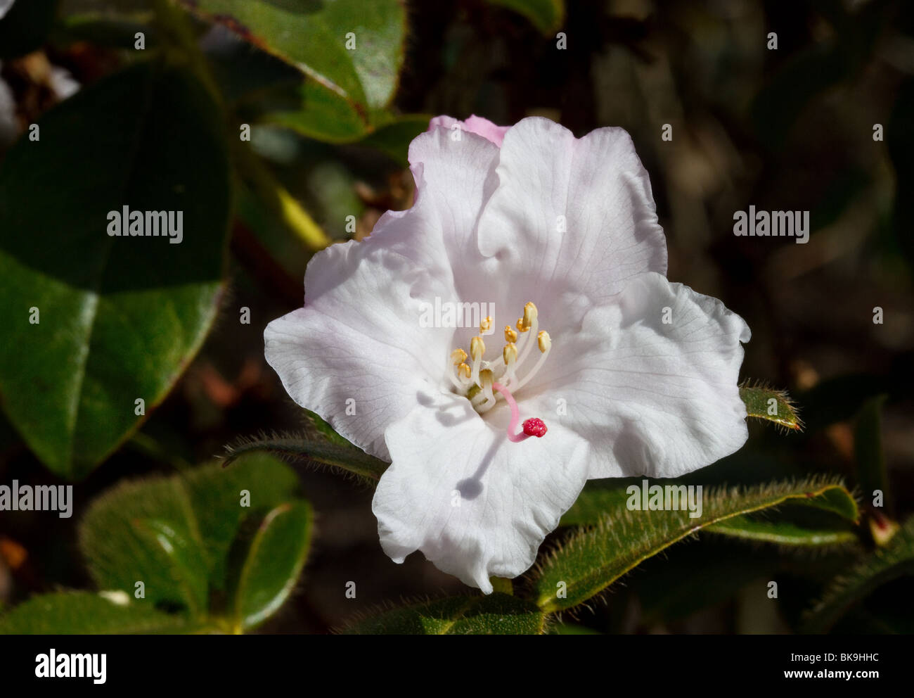 Flowering flowers of Rhododendron Ciliatum, species native to eastern Nepal, Bhutan, Tibet, and Xizang in China at Dundee Botanical gardens. UK Stock Photo