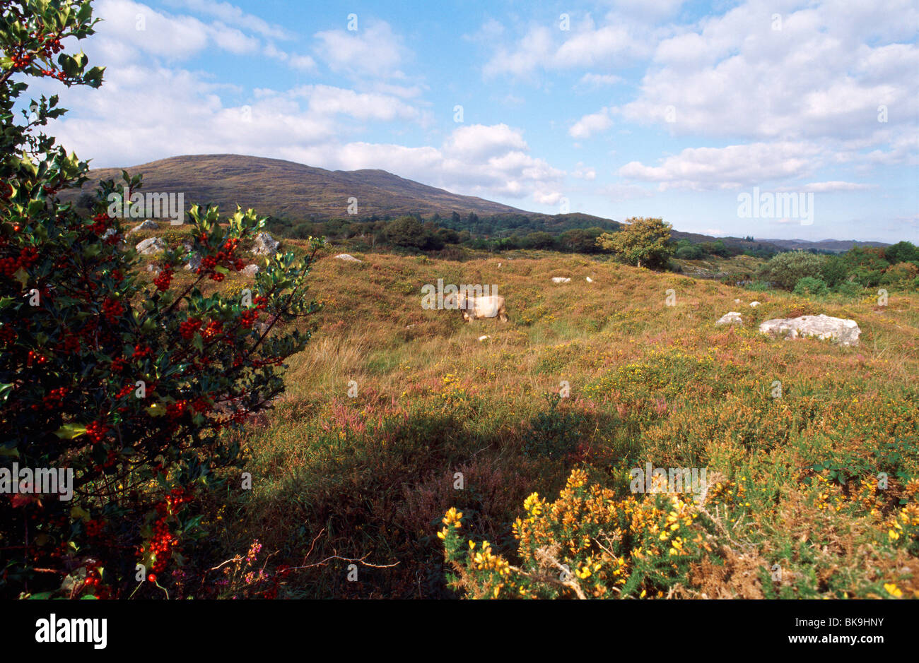 County Kerry, Ireland, in September 2009 Stock Photo