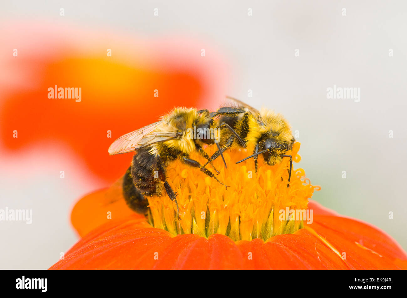 Three Carpenter Bees on Mexican Sunflower Stock Photo