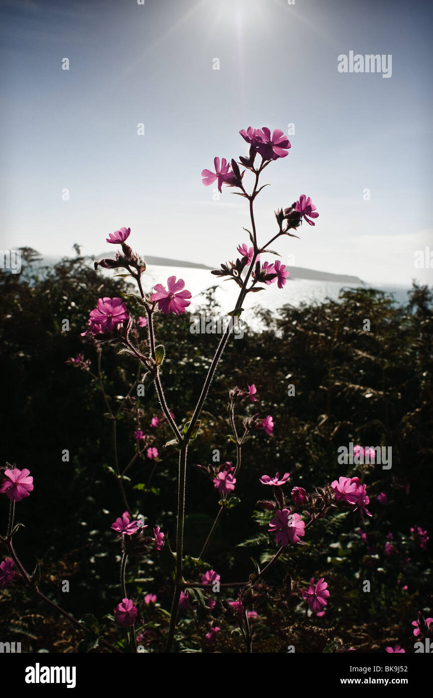 Red Campion (Silene dioica, syn. Melandrium rubrum) growing in a hedge on Appletree Bay, Tresco, Isles of Scilly, Stock Photo