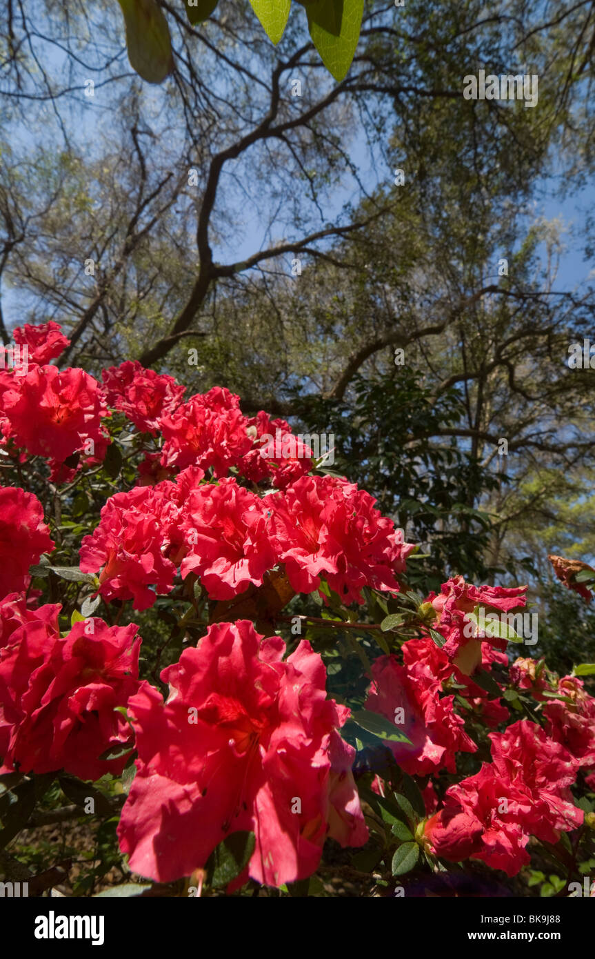 Kanapaha Spring Garden Festival Gainesville Florida azaleas flowering
