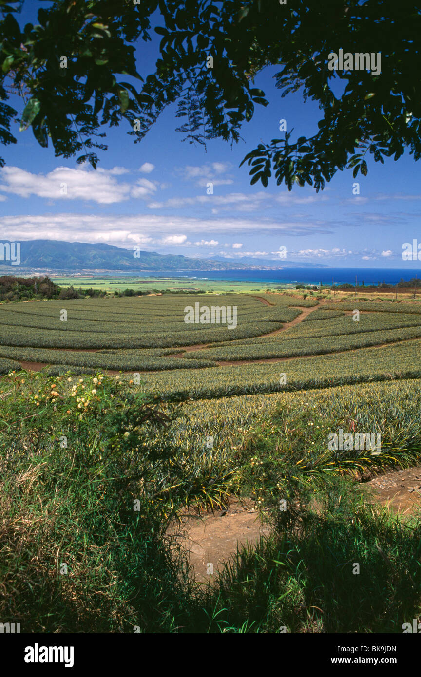 Pineapple Fields West Maui Mountains Maui Hawaii, USA Stock Photo Alamy