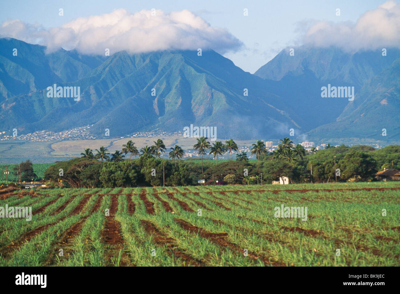 Sugar Cane Fields Spreckelsville Maui Hawaii, USA Stock Photo Alamy