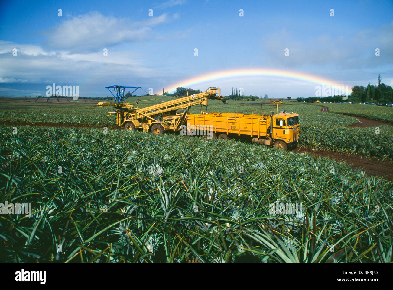 Pineapple Fields Near Makawao Maui Hawaii, USA Stock Photo Alamy
