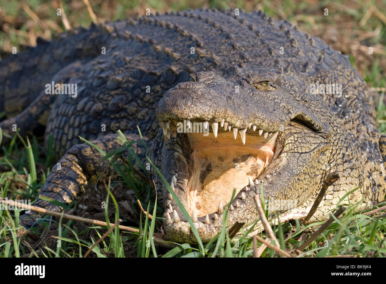 Nile crocodile with open mouth (Crocodylus niloticus) Stock Photo